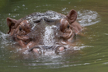 Fototapeta na wymiar Big hippotamus head out of the water