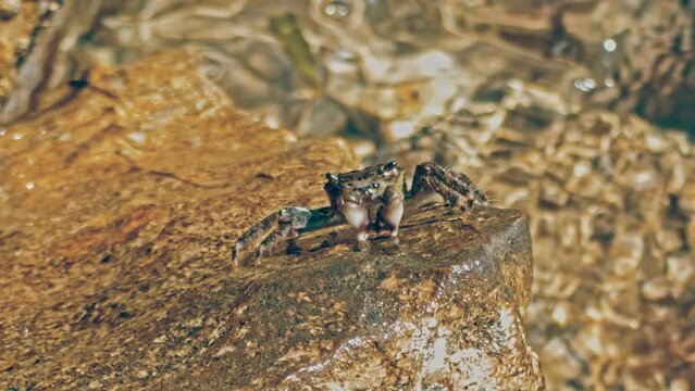 Marble Crab Sits On Rocks And Cleans Itself With Its Claws