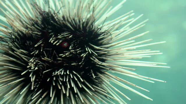 Slowmotion of a mouth spiny black Sea Urchin under water in ocean. Close-up of dangerous long spined Enchinoderm on the seabed in the Caribbean. Tropical underwater marine life ecosystem.