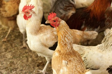 Beautiful hens and cocks in gardens