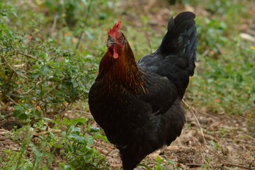 Beautiful hens and cocks in gardens