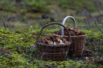 Fototapeta na wymiar Two rural farmhouse baskets full of boletus mushrooms in the forest. Edible fungus. Outdoor autumn activity in the forest. Czech republic.