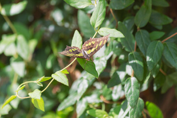 Fototapeta premium Siproeta stelenes malachite butterfly showcases vivid olive yellow shades of green throughout its open wings while walking along lush tree branch within the garden