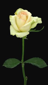 Time lapse of dying white-pink rose with ALPHA transparency channel isolated on black background, vertical orientation