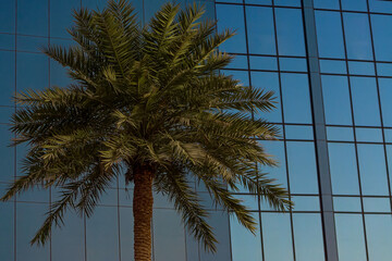 Fototapeta na wymiar Palm Tree in Front of Modern Office Building Windows in an Arabic City