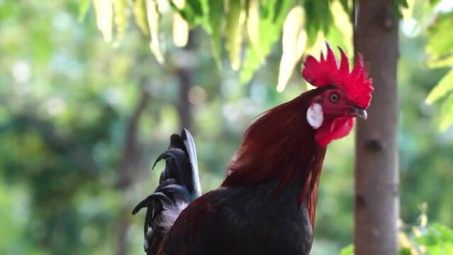 Beautif hens and cocks at farm