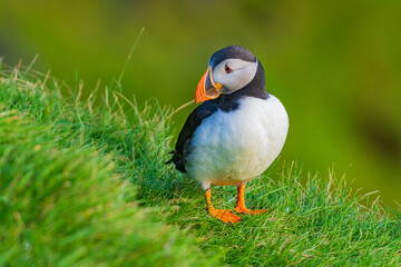 The Atlantic puffin (Fratercula arctica), also known as the common puffin, is a species of seabird in the auk family.