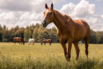 Beautiful chestnut horse on an autumn meadow.