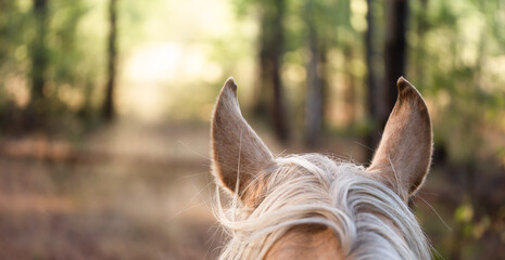 Horse riding in the forest. Photo from the saddle, horse ears against the background of the forest