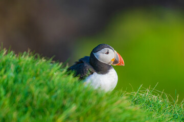 The Atlantic puffin (Fratercula arctica), also known as the common puffin, is a species of seabird in the auk family.