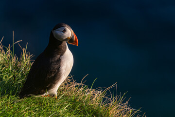 The Atlantic puffin (Fratercula arctica), also known as the common puffin, is a species of seabird in the auk family.