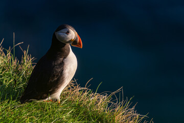 The Atlantic puffin (Fratercula arctica), also known as the common puffin, is a species of seabird...