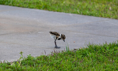 Photograph of a beautiful Southern lapwing puppy.	