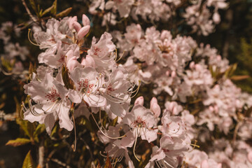tree blossom