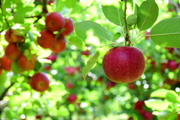 Reife rote Äpfel - Apfelwiesen in Südtirol kurz vor der Apfelernte	