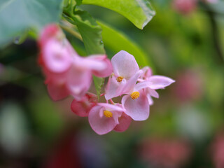 pink and white flowers