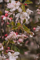 Obraz premium pink cherry blossom