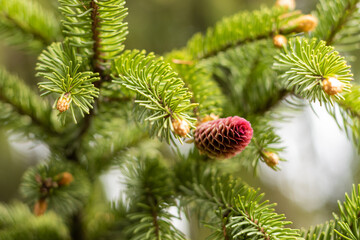 christmas tree branches