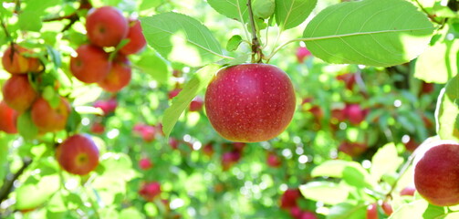 Reife rote Äpfel - Apfelwiesen in Südtirol kurz vor der Apfelernte	