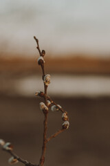 willow branches with catkins