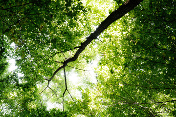 summer forest trees. nature green wood sunlight backgrounds