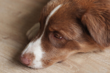 Dog brown  Aussie, Australian Shepherd Red tricolor portrait, close-up of the dog's head lying on the floor