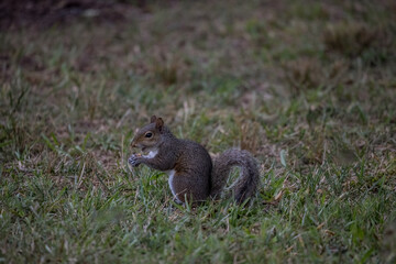 Naklejka na ściany i meble Squirrel Eating in Grass