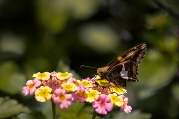 Butterfly on a Flower on a Sunny day