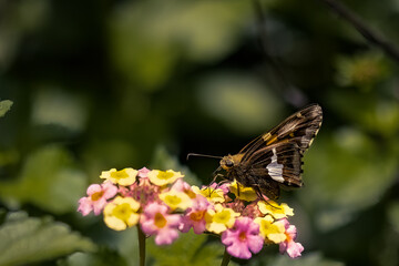 Butterfly on a Flower on a Sunny day