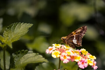 Butterfly on a Flower on a Sunny day