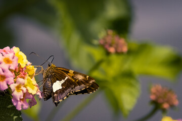 Butterfly on a Flower on a Sunny day