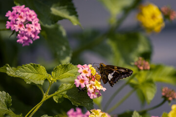 Butterfly on a Flower on a Sunny day