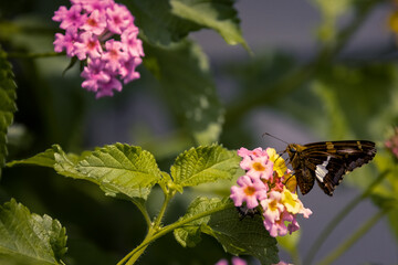 Butterfly on a Flower on a Sunny day