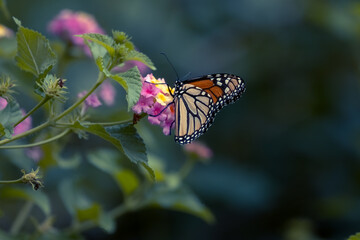 Butterfly on a Flower on a Sunny day