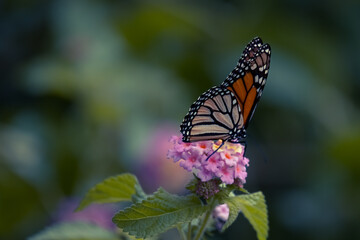 Fototapeta na wymiar Butterfly on a Flower on a Sunny day