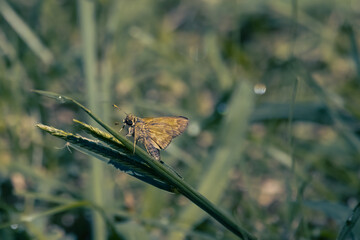 Butterfly on a Leaf