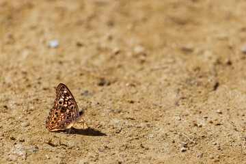 Butterfly on the ground on a Sunny Day