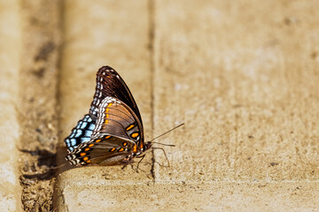 Fototapeta na wymiar Butterfly on the ground on a Sunny Day
