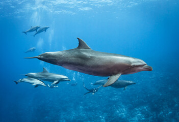Bottlenose dolphins and divers