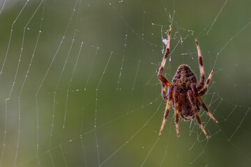 Spider in a Web on a Sunny Day with a Green Background