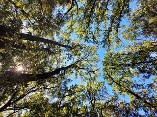 Arbres ciel cimes ciel bleu nature zen été sérénité détente soleil feuillage chêne troncs arbres et branchages silhouette arbre beau temps belle photo d'arbres photos parc de Margon Hérault Occitanie 