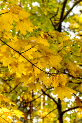 yellow maple leaves in autumn