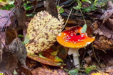 fly agaric against the background of fallen leaves in the forest
