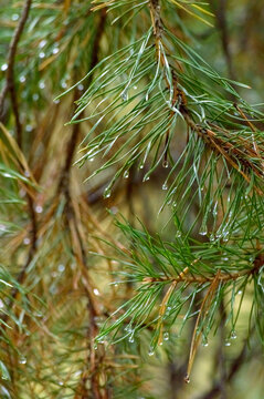 spruce branch with dew drops close-up