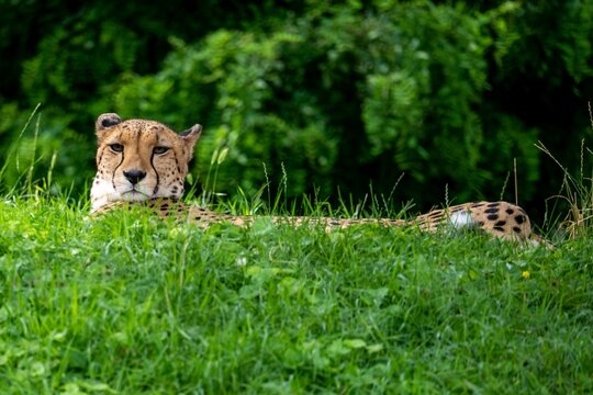 View Of A South African Cheetah Resting In The Grass Before The Trees