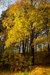 Trees and Ground full of yellow leaves at autumn