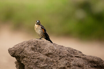 a small brown with a red spot on the wing, an African bird sits on a stone and looks into the camera. Very close