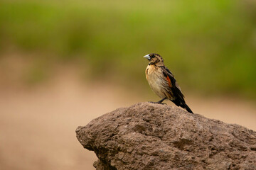 a small brown with a red spot on the wing, an African bird sits on a stone and looks into the camera. Very close