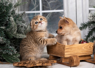 Fototapeta na wymiar puppy christmas and kitten