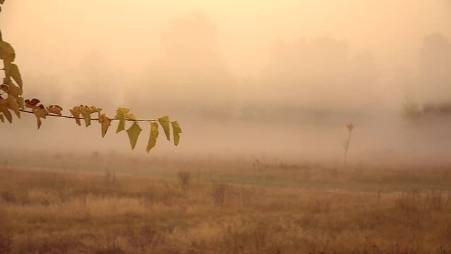 sunrise in the fog leaves in the dew